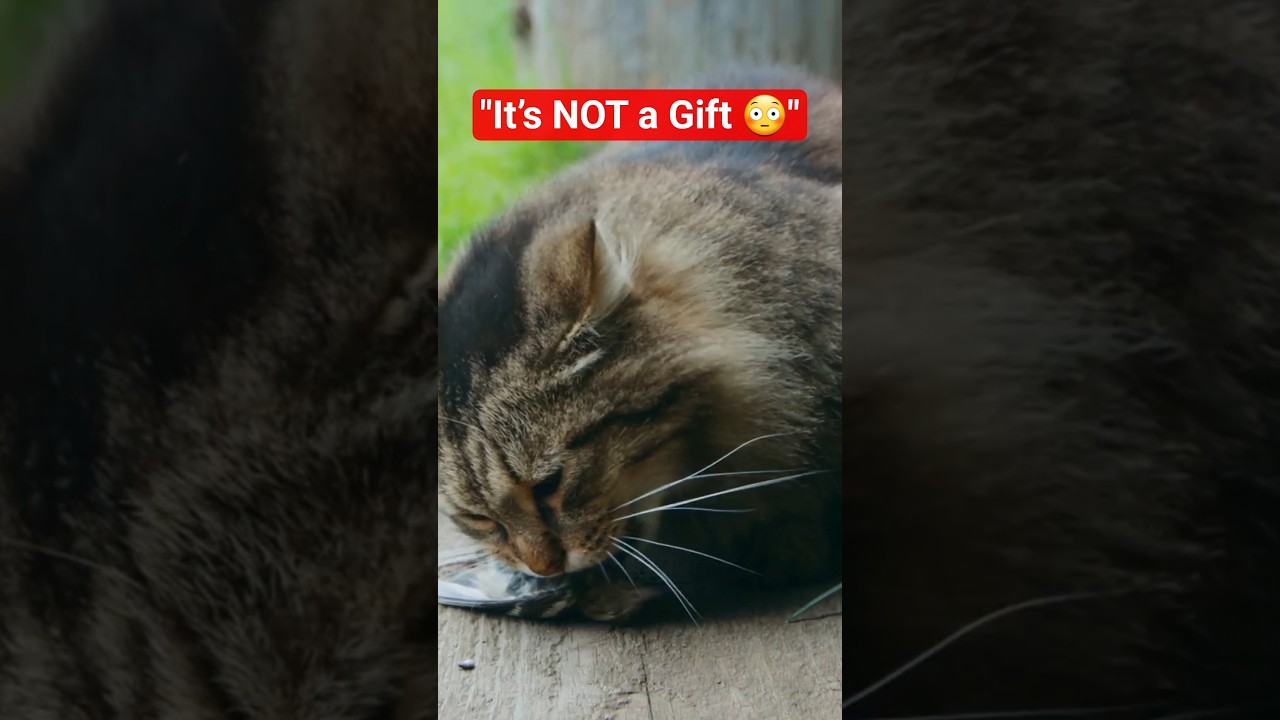 Why Cats Bring Dead Animals &mdash; It&rsquo;s Not What You Think🟡#shorts#viralshorts#cats#catlovers#facts#pets