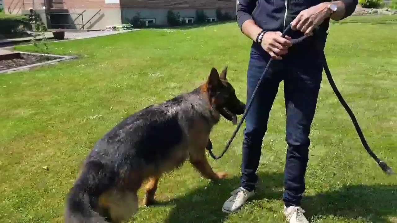 ER DIN HUND JUNKIE ?