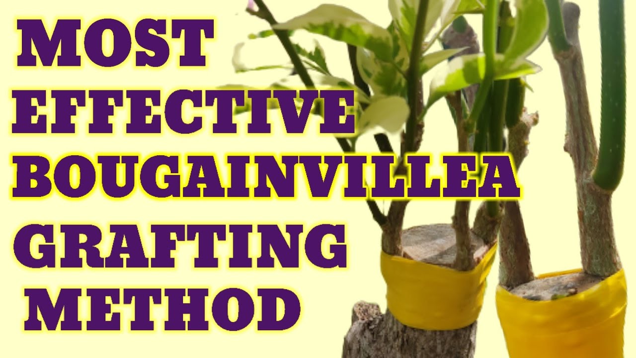 BOUGAINVILLEA GRAFTING
