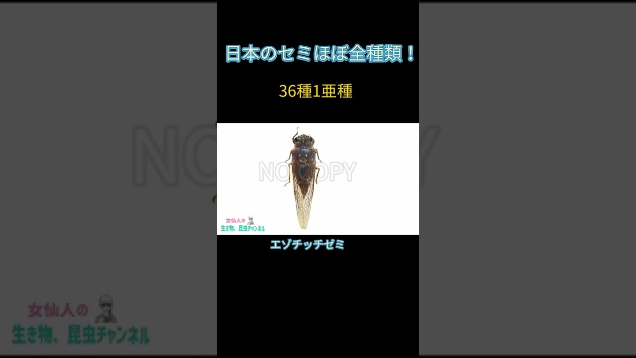 日本のセミ全種をノンストップで読み上げた#shorts #セミ #cicada