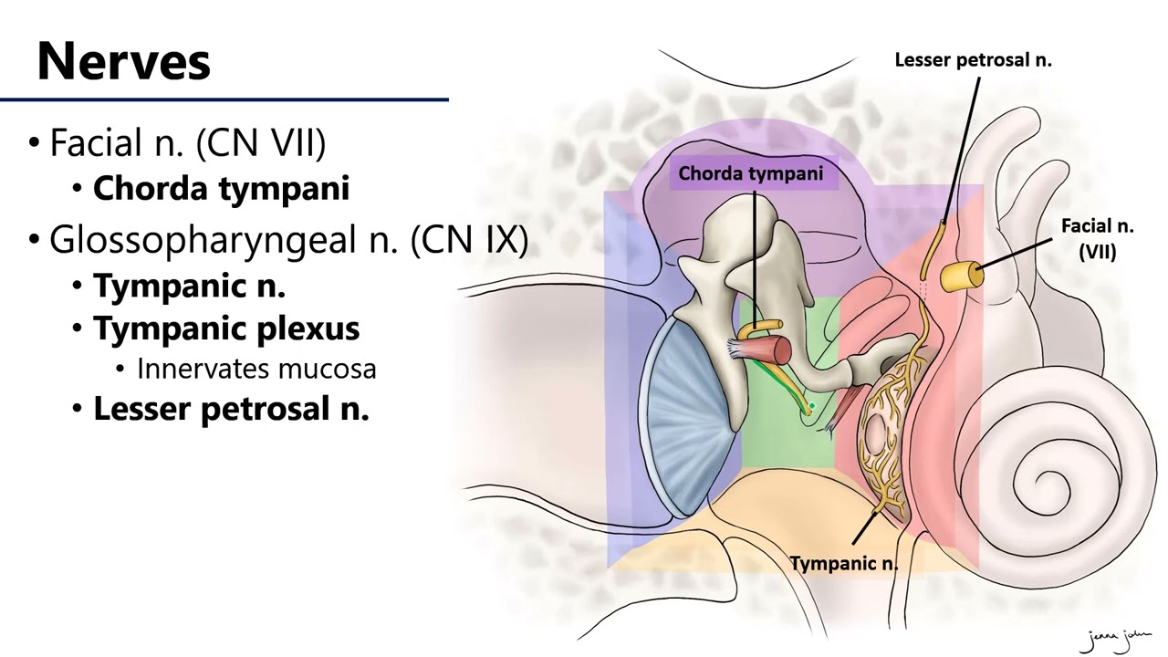 LO9 Middle Ear