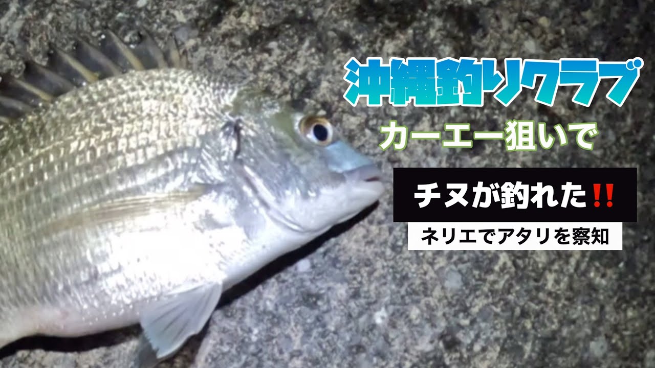 【沖縄釣りクラブ】カーエー釣りでチヌGET‼️