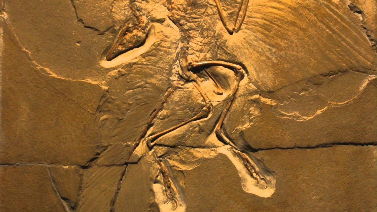 Archaeopteryx EN