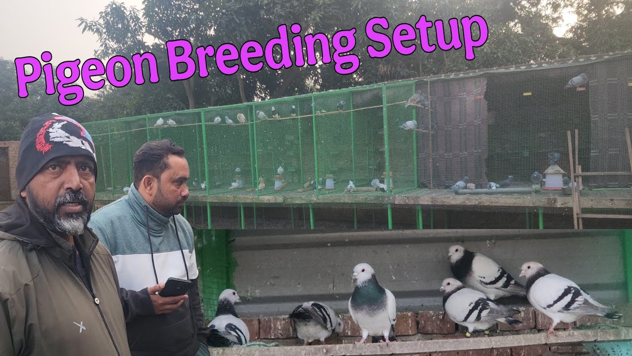 Pigeon breeding setup in Amroha. Waseem bhai ka Humar or Roshan Chirag kabootar ka shoq.