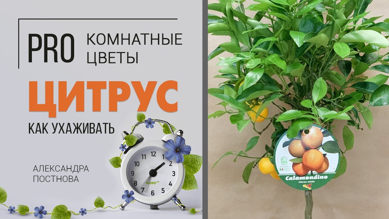 Цитрус - его плоды можно есть. А что делать, чтобы они выросли?