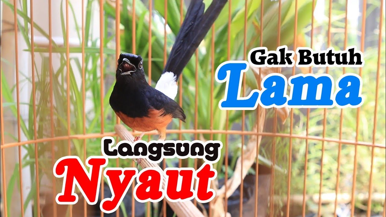 MASTERAN MURAIBATU FULL TEMBAKAN ,   MURAI BATU MALAS BUNYI LANGSUNG GACOR