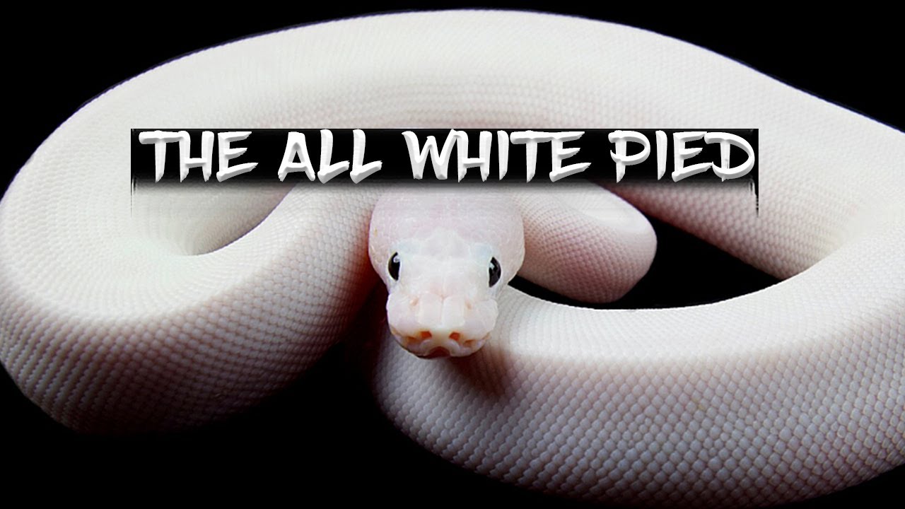 How to Make an All White Pied Ball Python!