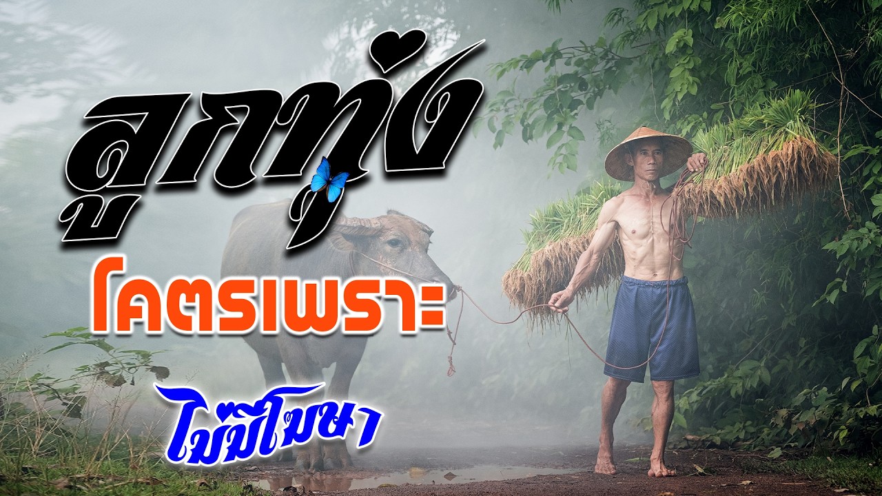 ลูกทุ่งรวมเพลงเพราะมาก : รวมเพลง ลูกทุ่งฮิตที่สุด ฟังต่อเนื่อง #เพลงลูกทุ่งมาแรง