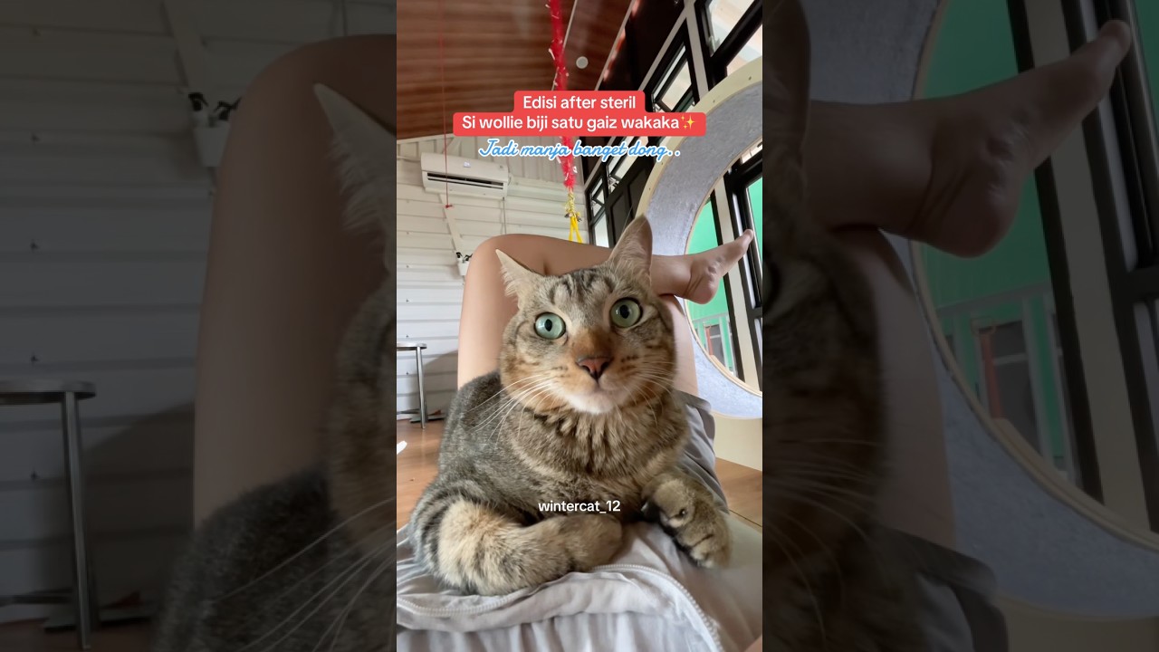 Woyii gemeyy 😭 #winterfamily #smartcat #cutecat #trending #shorts #cat #catlover