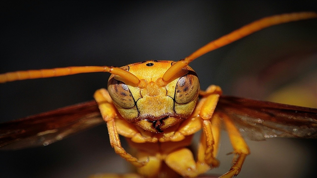 Arabian paper wasp (Polistes wattii)