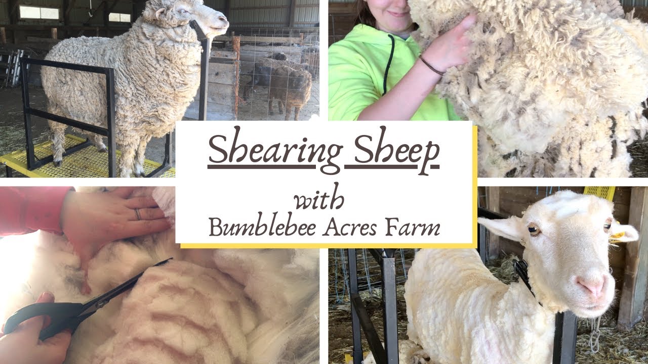 ::HOW TO:: Shearing Sheep 🐑 ✂️ with Bumblebee Acres Farm