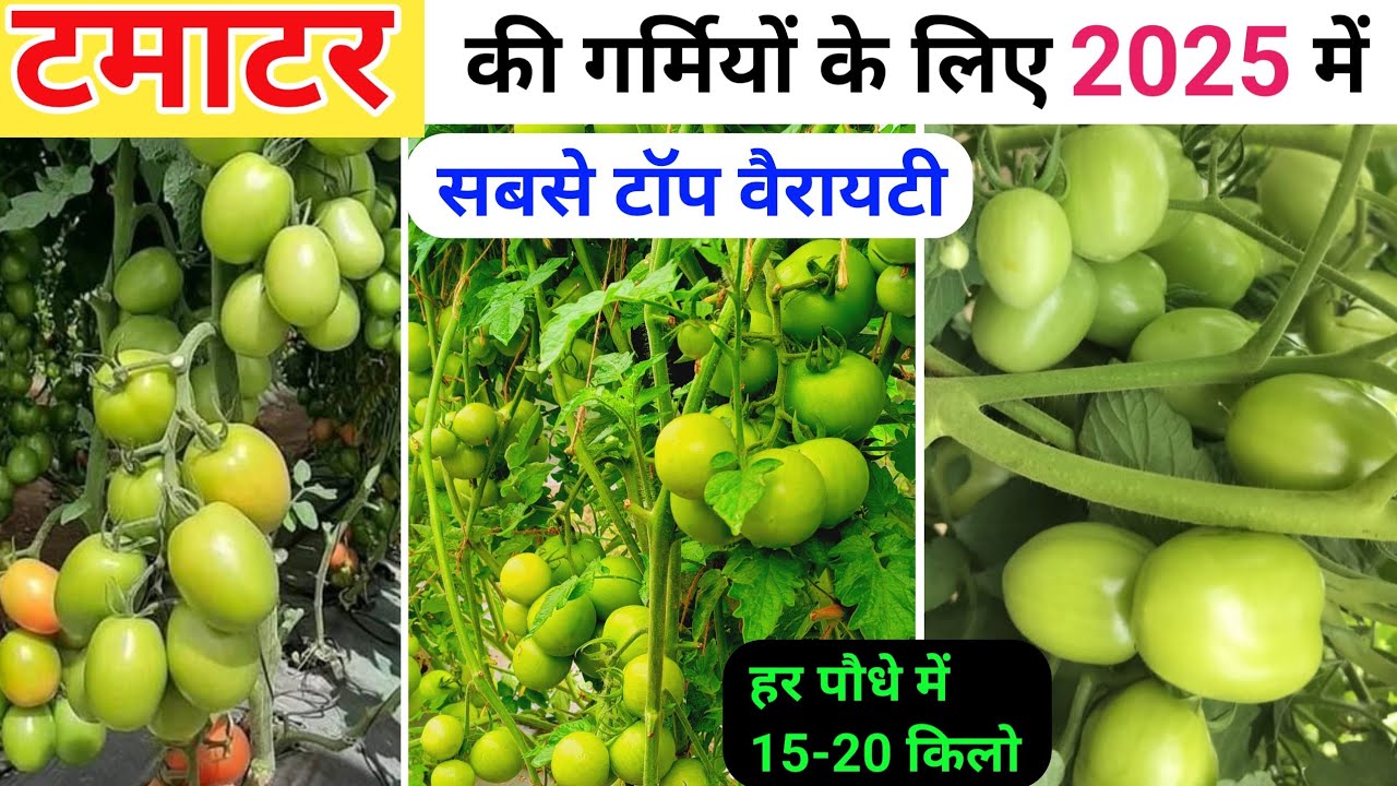 टमाटर की गर्मियों के लिए ताबड़तोड़ उत्पादन वाली बेस्ट वैरायटी🔥 Garmiyo ke liye tamatar ki best variety