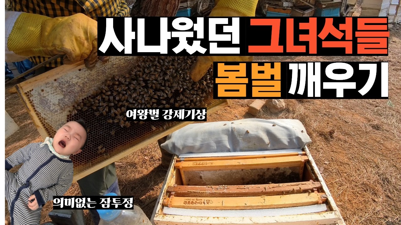 26년 새로운 시작, 사나운 봄벌들 잠깨우기 부터!