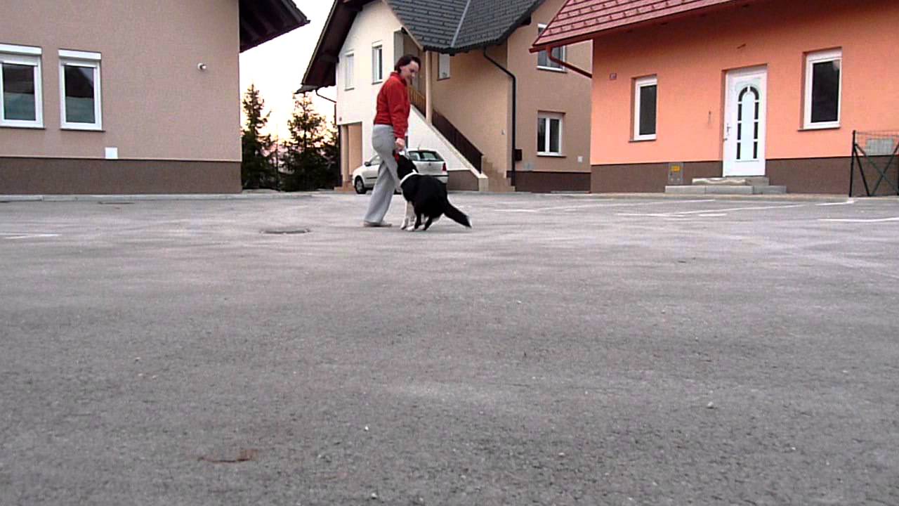 Spiridom High Voltage (AC), obedience practise