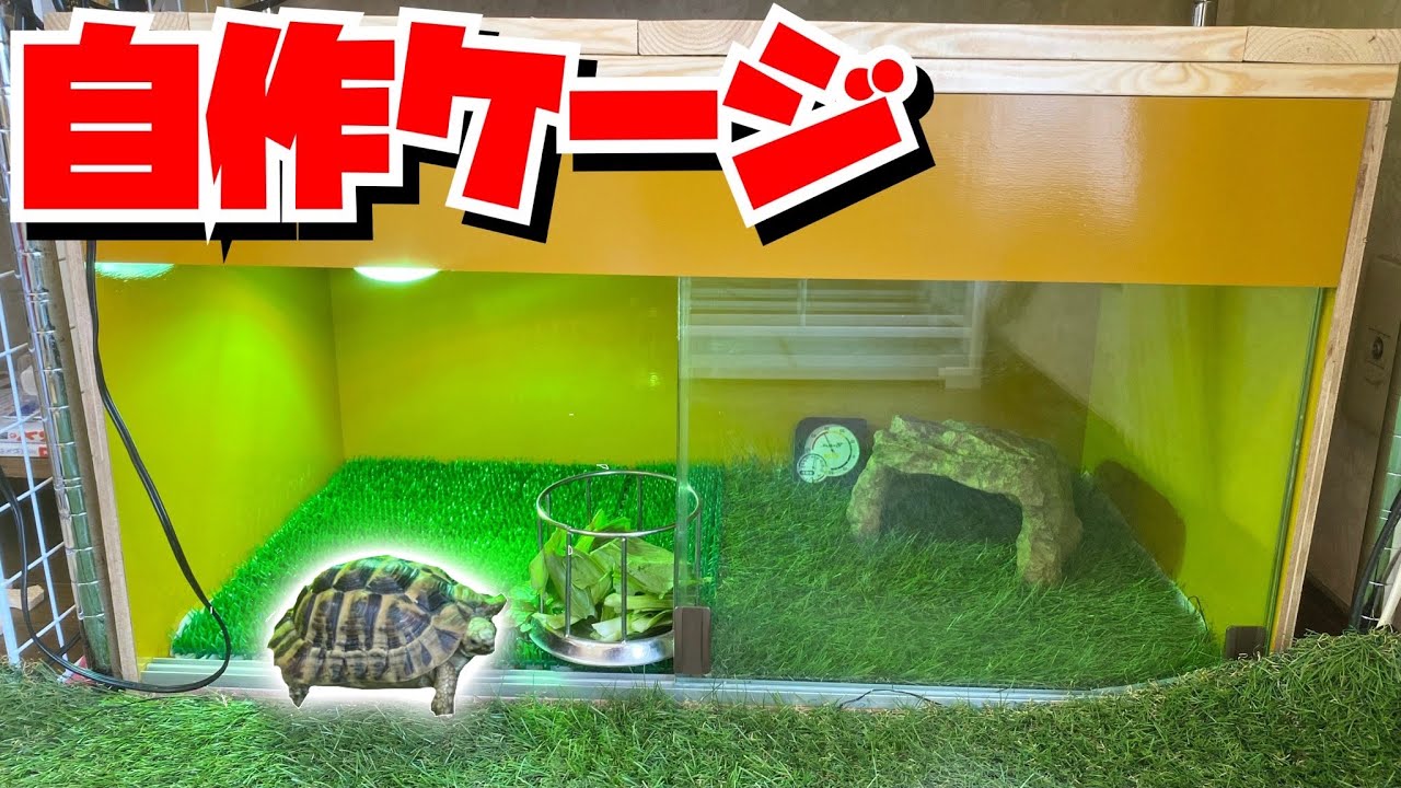 超簡単！初心者にもできるリクガメ飼育セッティング！【乾燥編】