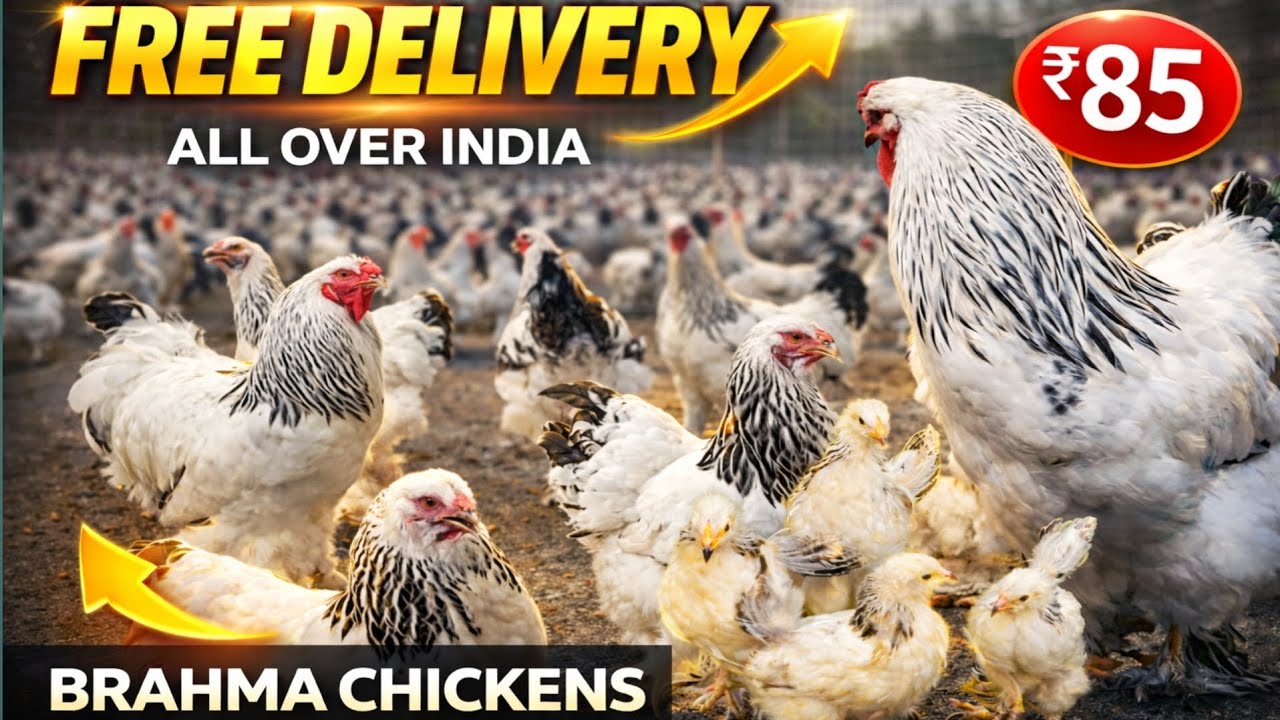 High-Quality Brahma chicks for sale! Wholesale Price WhatsApp +91-8921376740