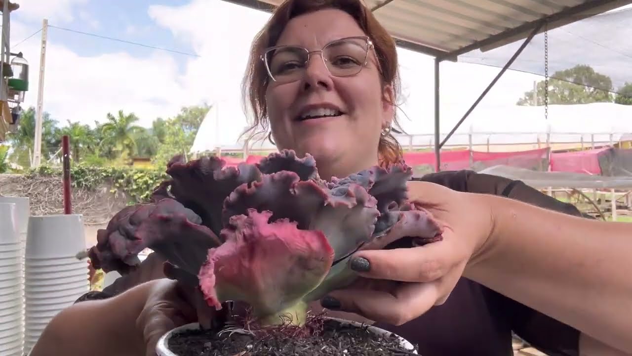 Truques para deixar as Gibbifloras lindas, coloridas e compactas como as minnas!