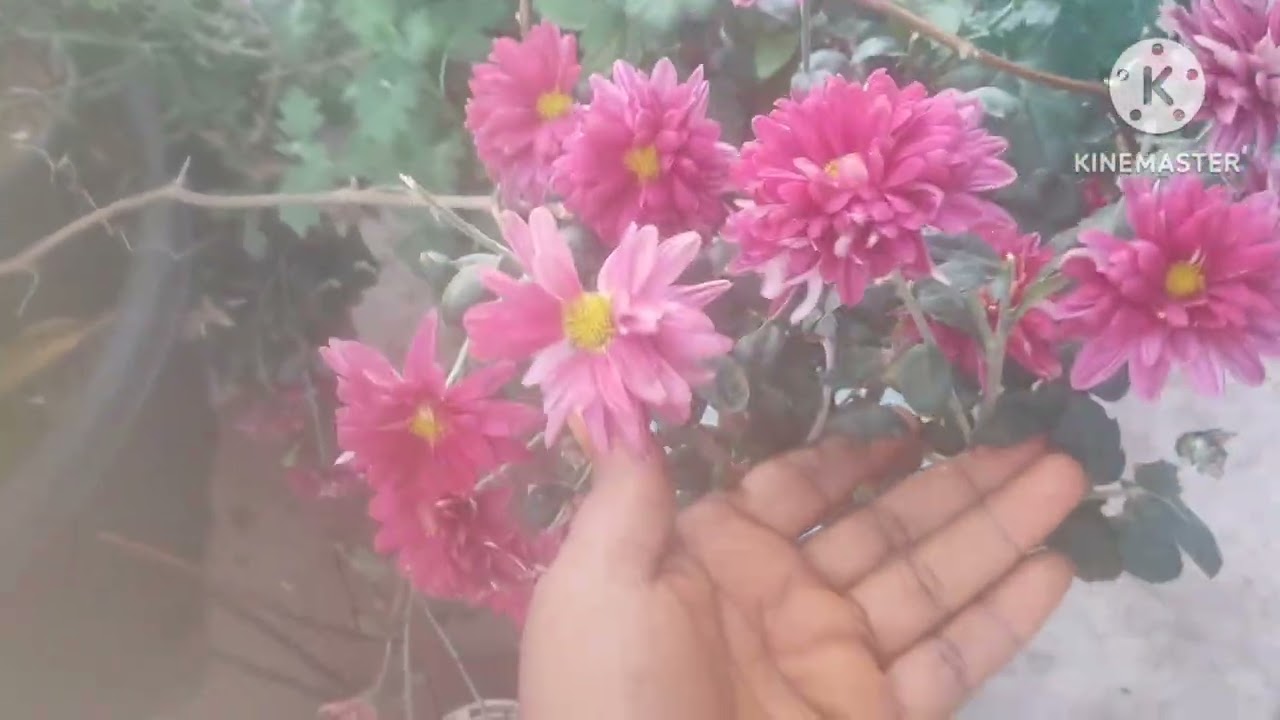 My terrace garden harvesting green chilli #greenchilli 