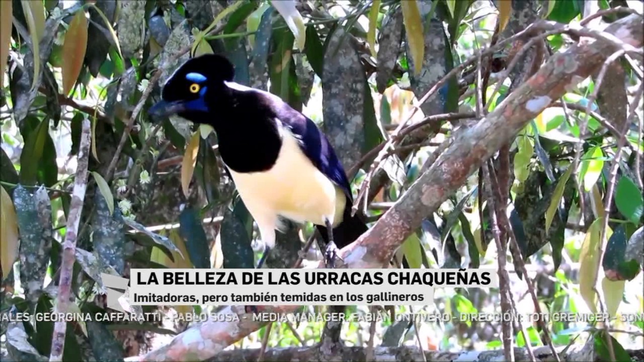 La belleza de las urracas chaqueñas