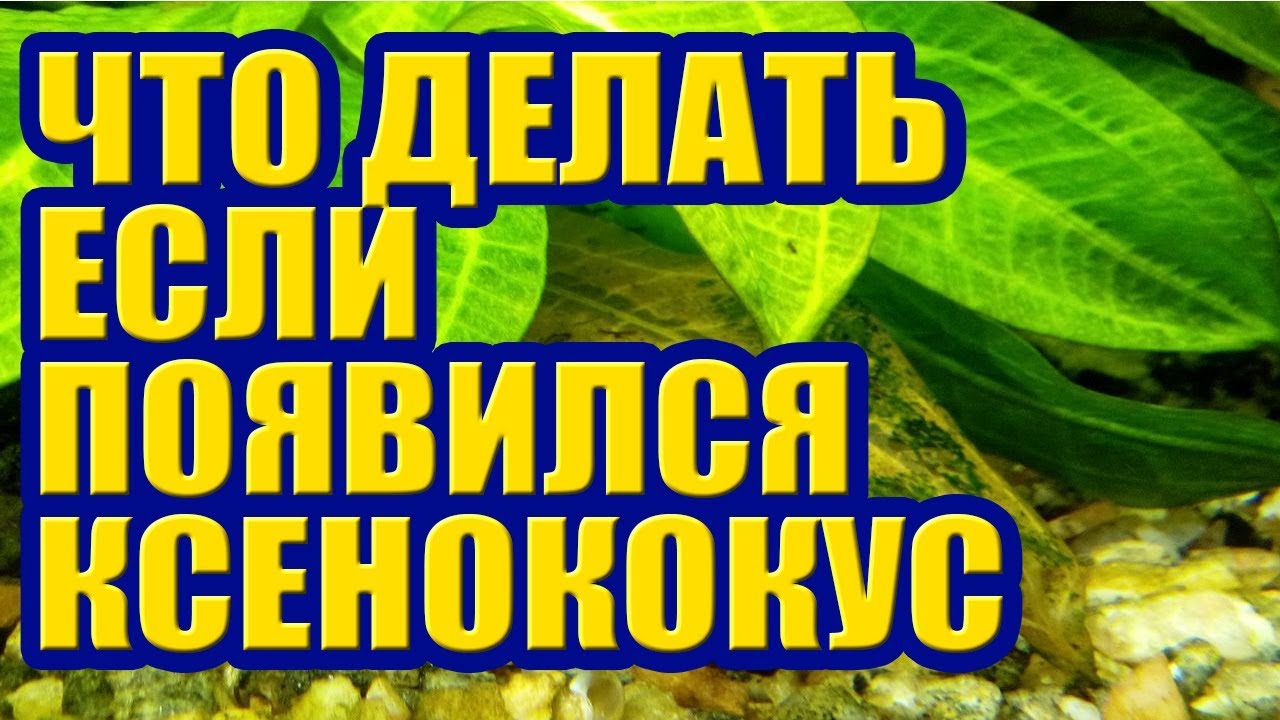 Что делать если появился Ксенококус в Аквариуме. Зеленые точки, налет на листьях и Растениях