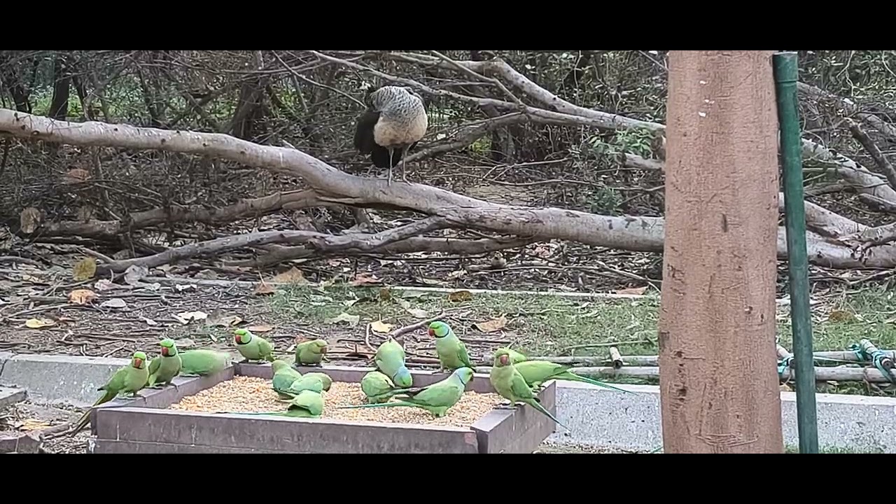 Parrot 🦜🦜 eating Bajra#trending #birds #youtubeshorts #peacock #viral #video #viralvideo #highlights