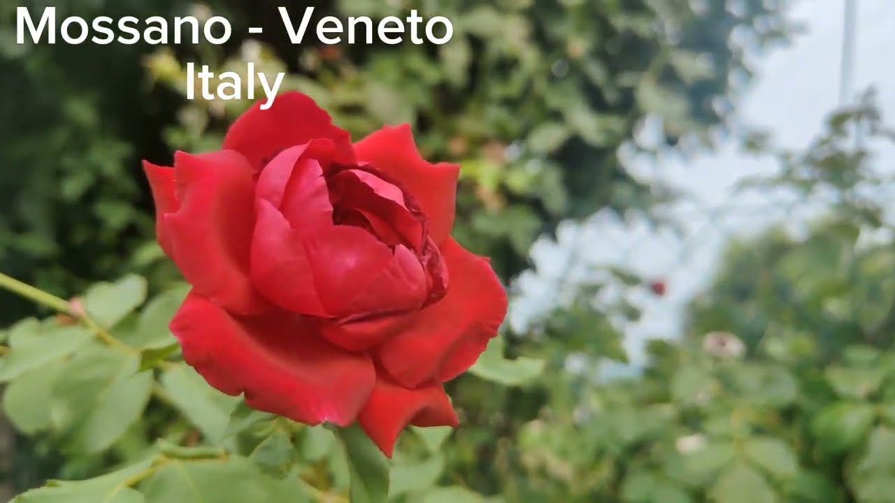 Mossano - Vicenza ( Italy ) 4k