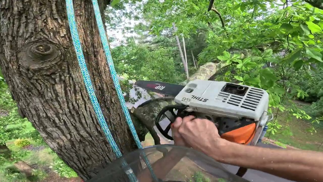 REMOVING 3 TREES