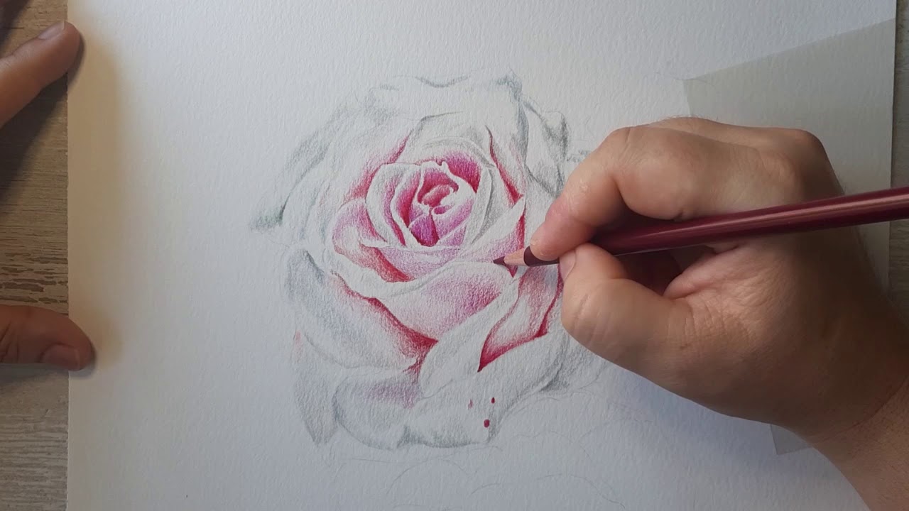 Dibujando una rosa blanca con lápices de colores con base de aceite.