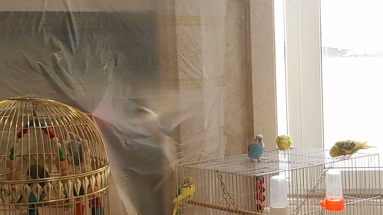 Lovebirds795