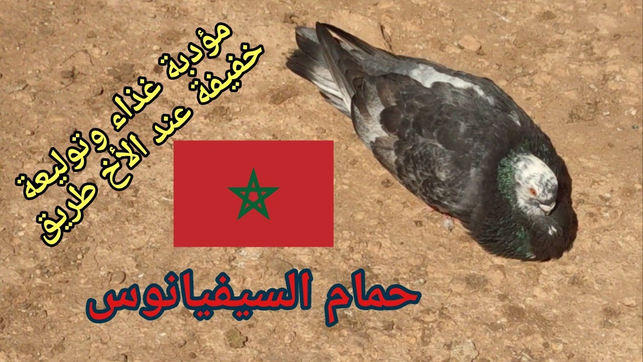 مؤدبة غذاء وتوليعة خفيفة في حمام #السيفيانوس عند الأخ الكريم طارق عوينات مدينة بني ملال