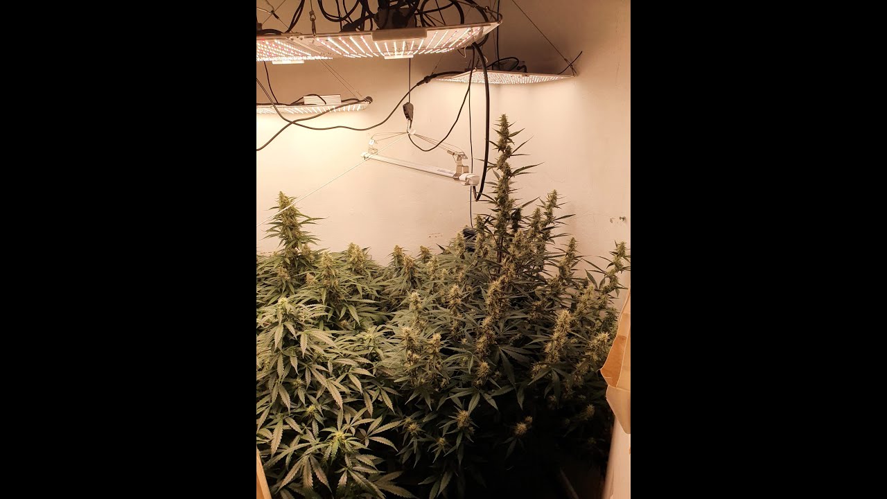 Chong's Choice   Auto Kong 4 & Solar flare led grow lights.