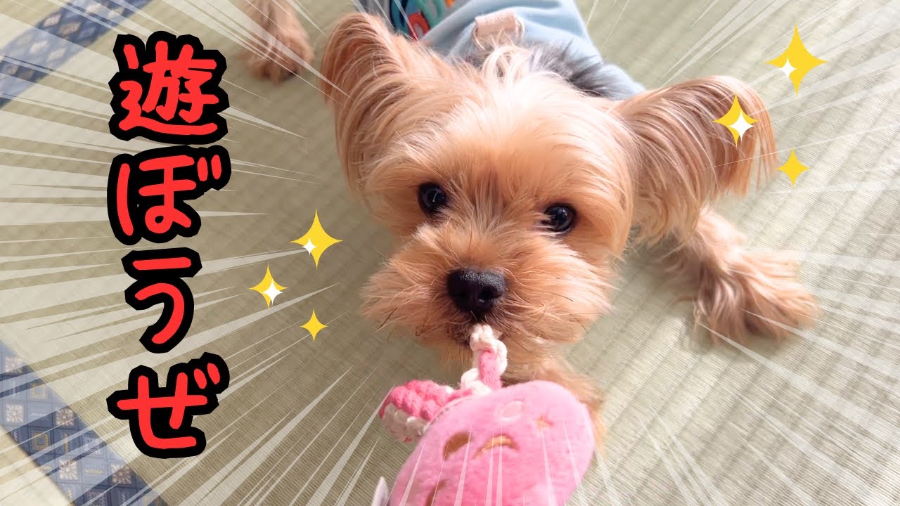 【ヨーキー】おやつに遊びに満足の日！【癒し】