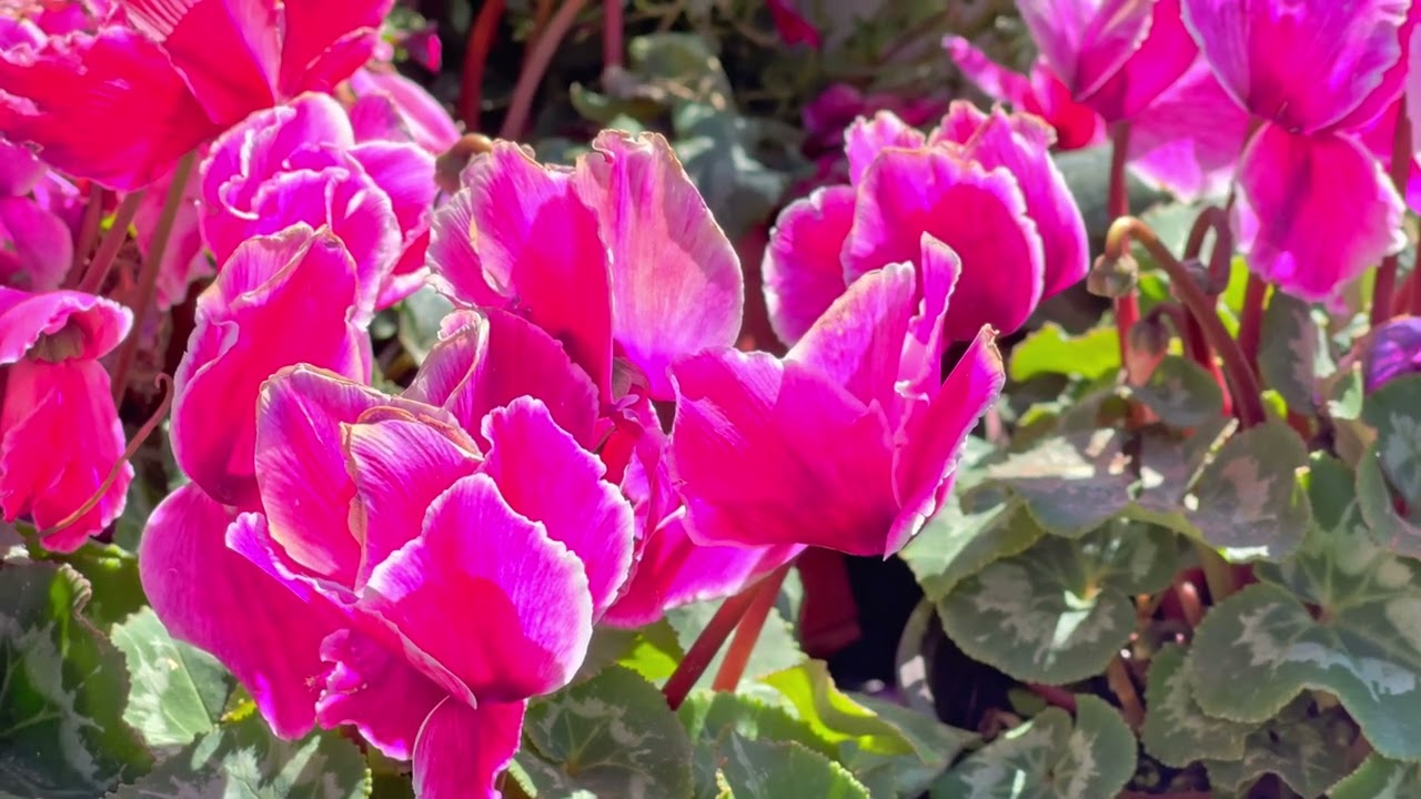 Persian cyclamen (Cyclamen persicum)