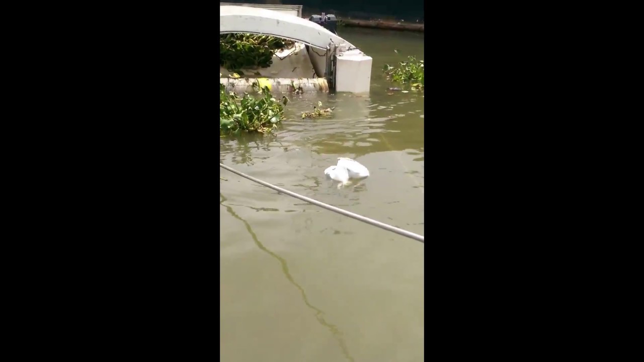 Crraads 3 - Automatic marine collector of floating waste