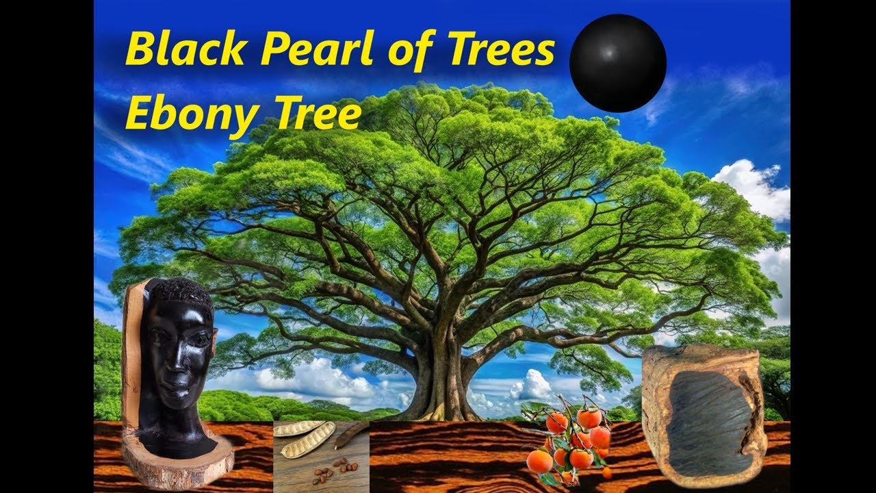 Ebony Tree - Black Pearl Of Trees