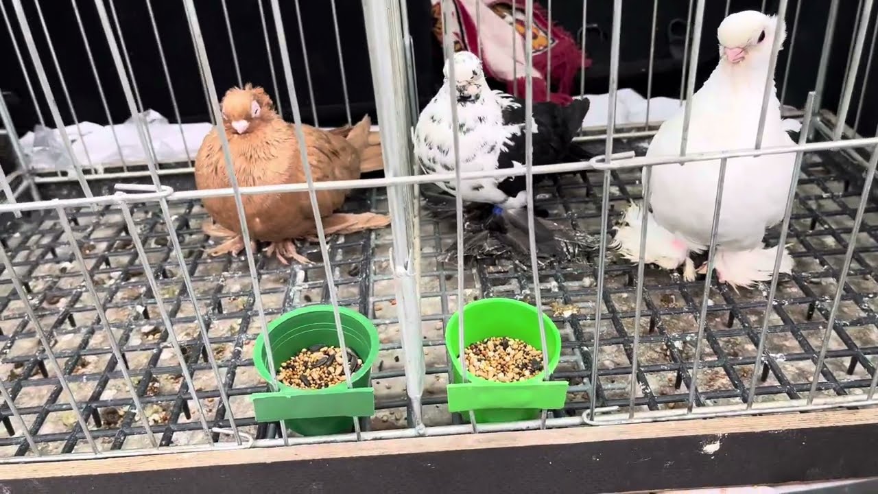 Rynek targ Wysokie Mazowiecki 23/03/2024 🕊#gołębie #ptaki #królik #kury #pigeons #market #rabbit