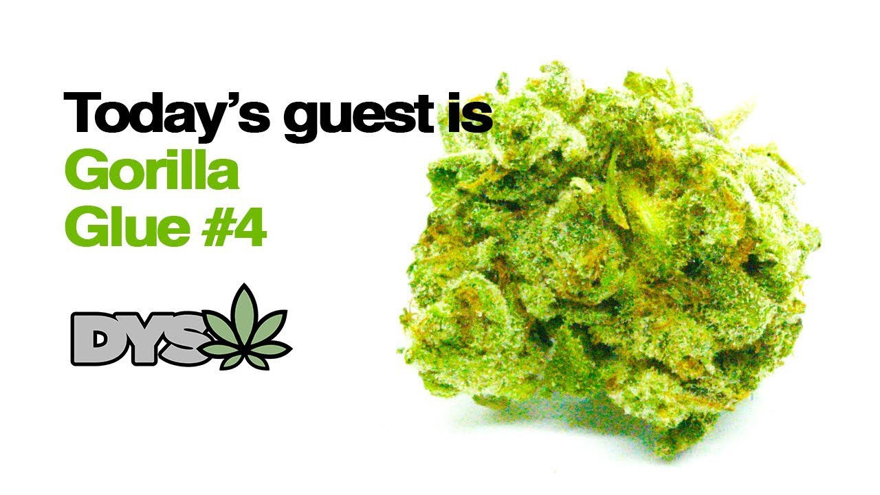 DYSW - GORILLA GLUE #4 (recreational)