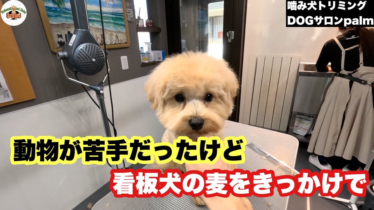 【初来店】犬を飼ったきっかけをくれたのは看板犬の麦ちゃん！？