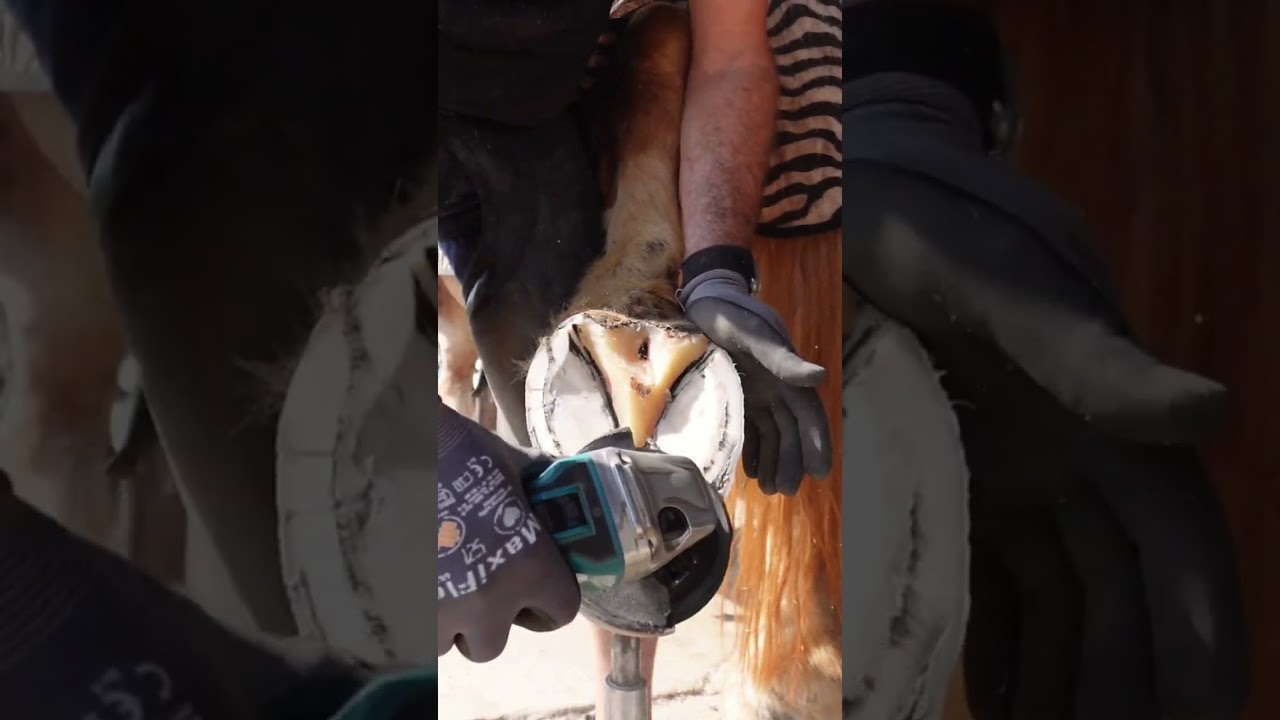 Satisfying Hooftrimming Drafthorse