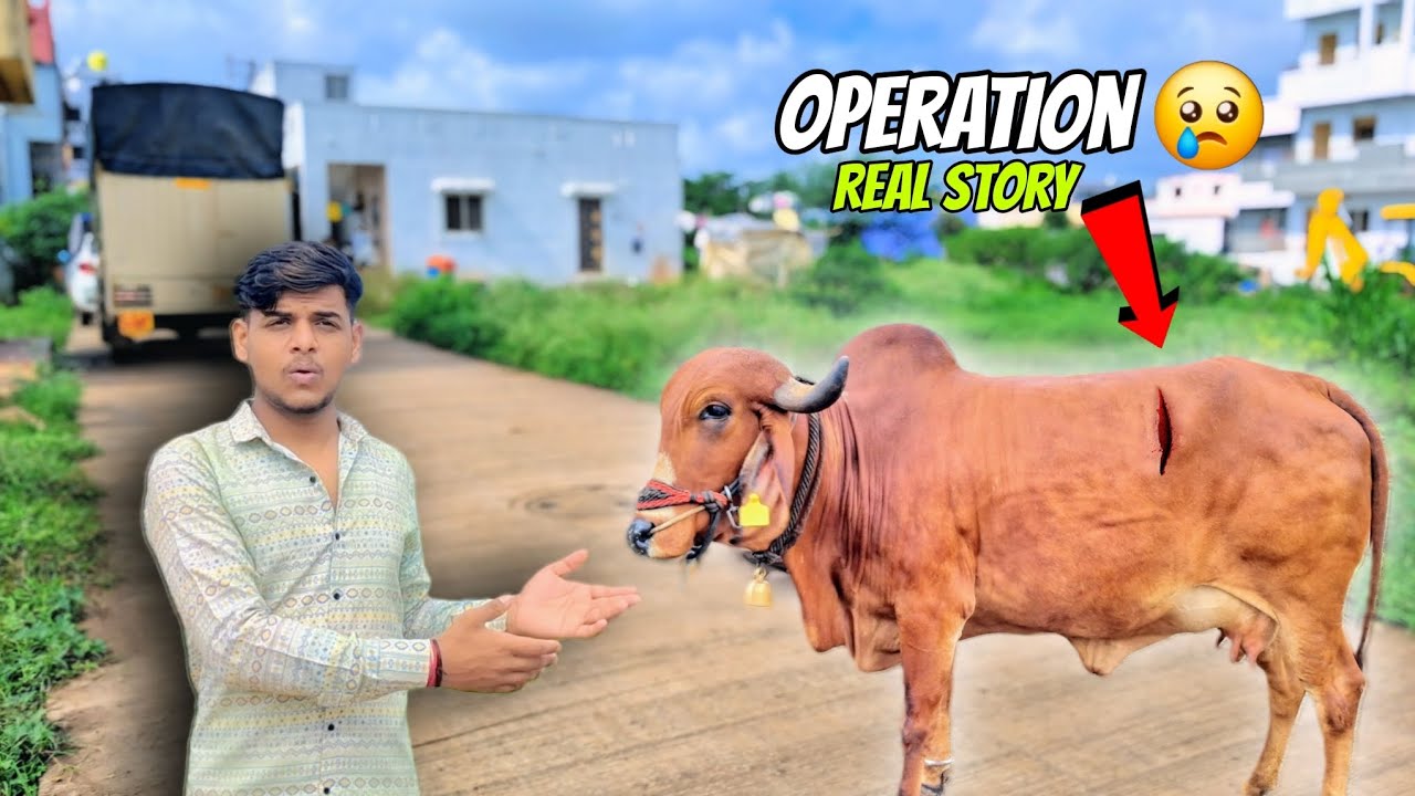 गाय का बड़ा Operation 😢 | Real Story of Our Cow’s Surgery | Emotional Vlog