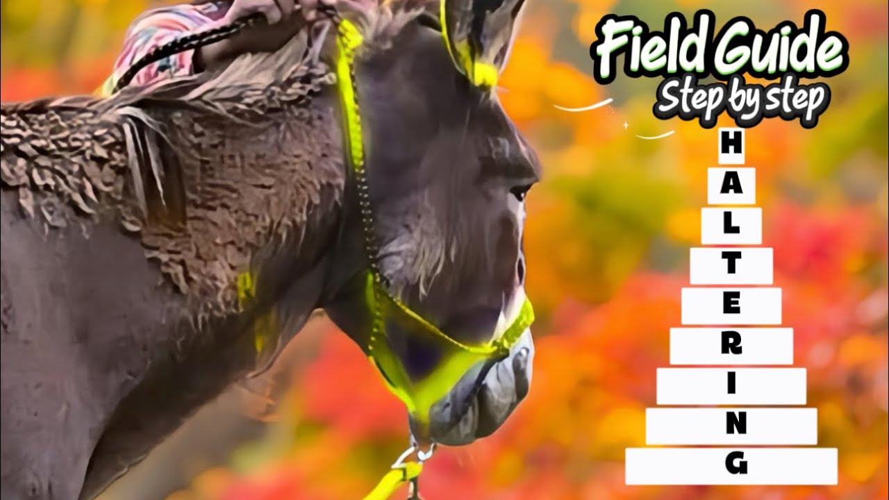 The Steps Everyone Misses Before Haltering a Donkey