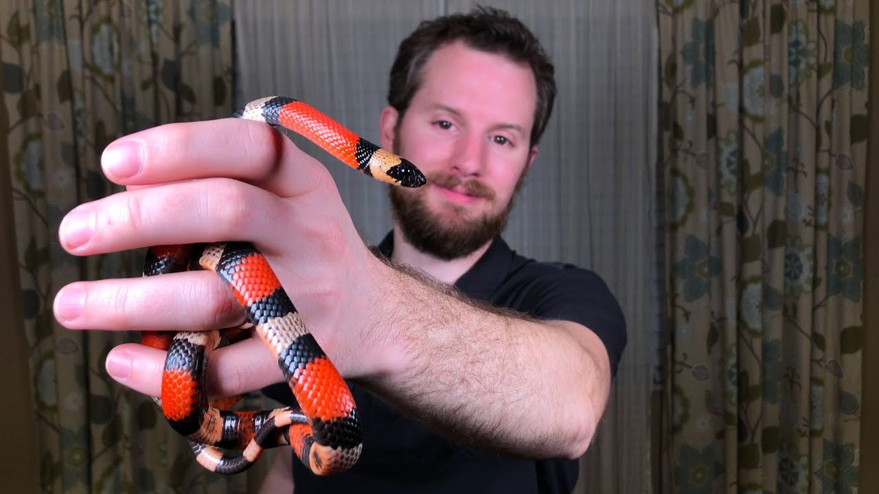 My Pueblan Milk Snake (Lampropeltis triangulum campbelli)