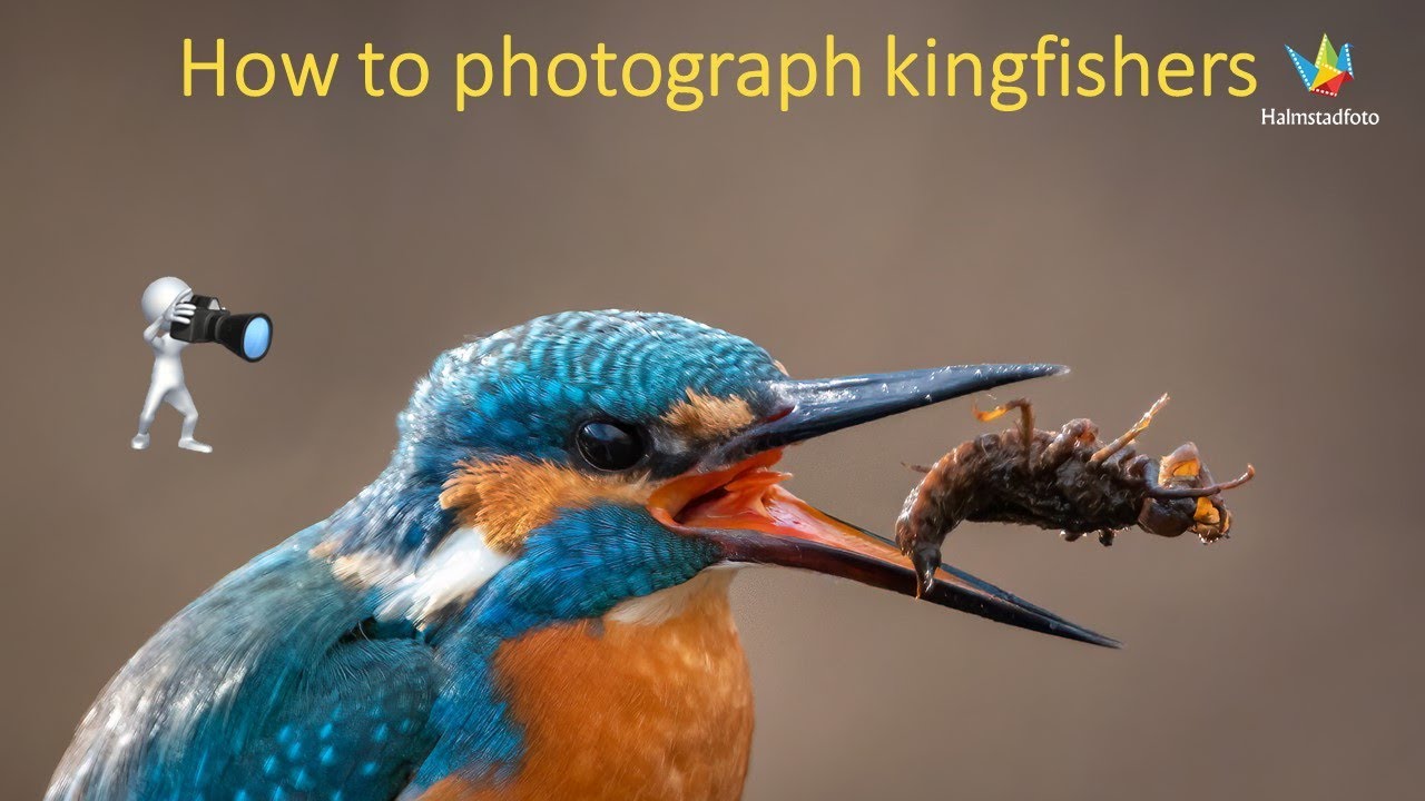WILDLIFE PHOTOGRAPHY - Tips and tricks - How to photograph kingfishers - Bird photography