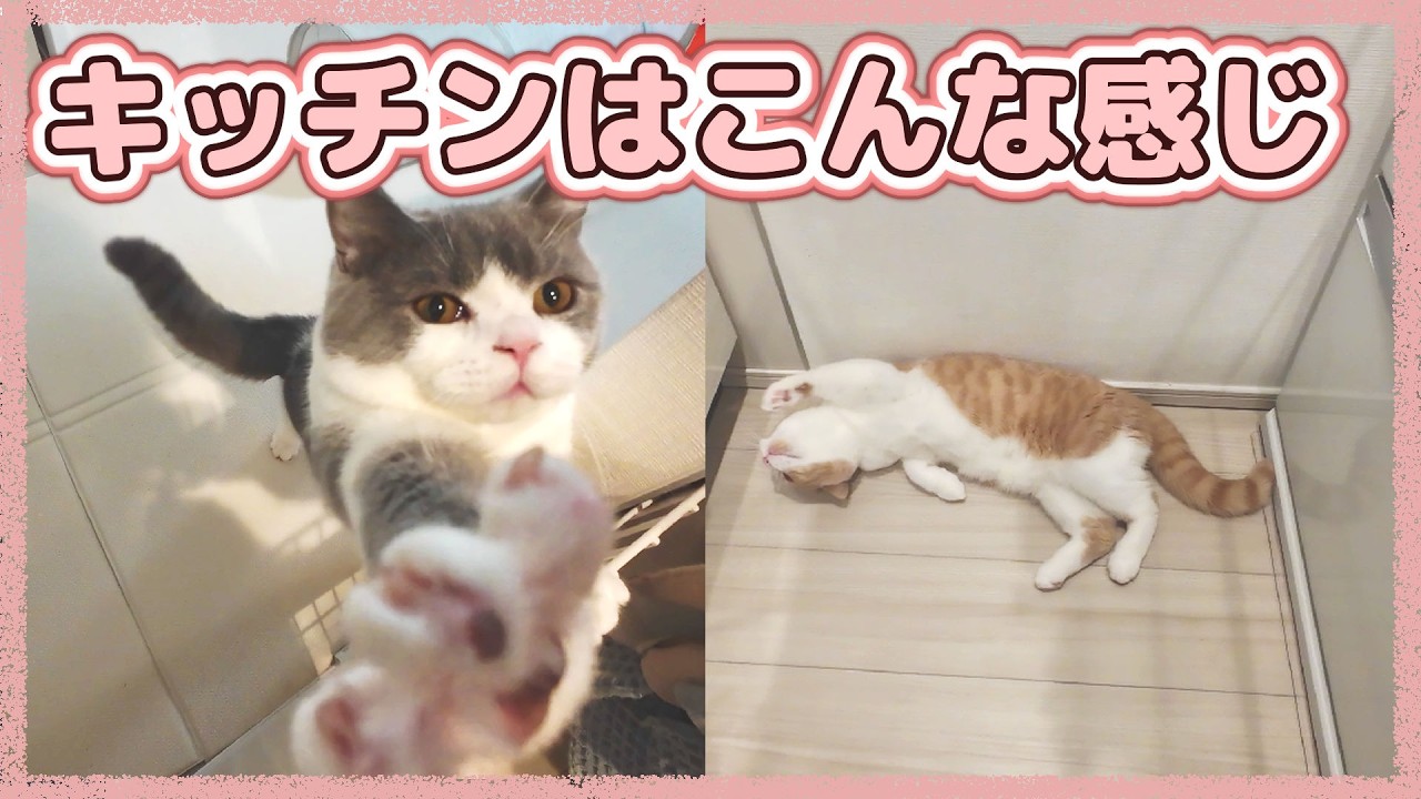 キッチンに入るとごはんクレクレアピールをする猫たち