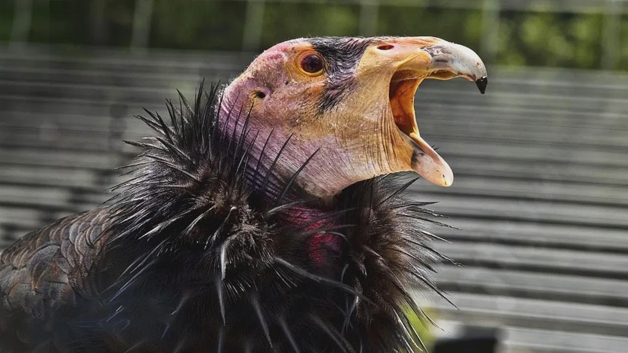 Questo uccello preistorico divorava mammut… Ora rischia di scomparire