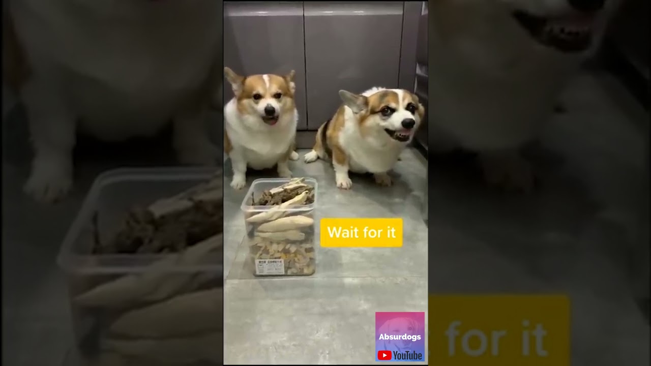 IT'S YOUR FAULT!!! | Angry Corgis fighting | Funny dog videos