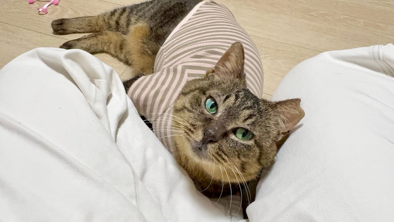 お迎えした保護猫が日を追うごとに初めての顔を見せてくれます…