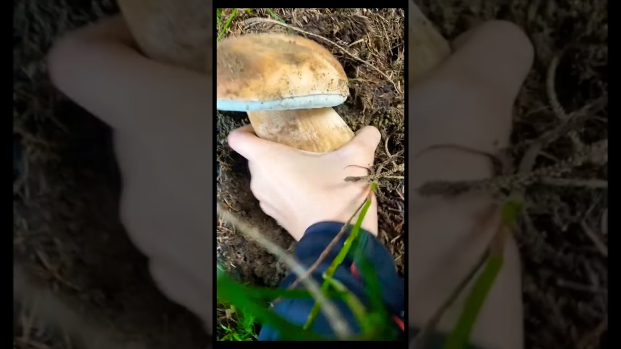 Xxl Beautiful mushrooms from Eastern Europe #funghi #porcini #boletus #grzyby #гриби