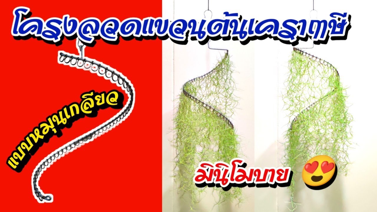 โครงลวดแขวนต้นเคราฤาษี แบบหมุนเกลียว @เกษตรอินเฮาส์