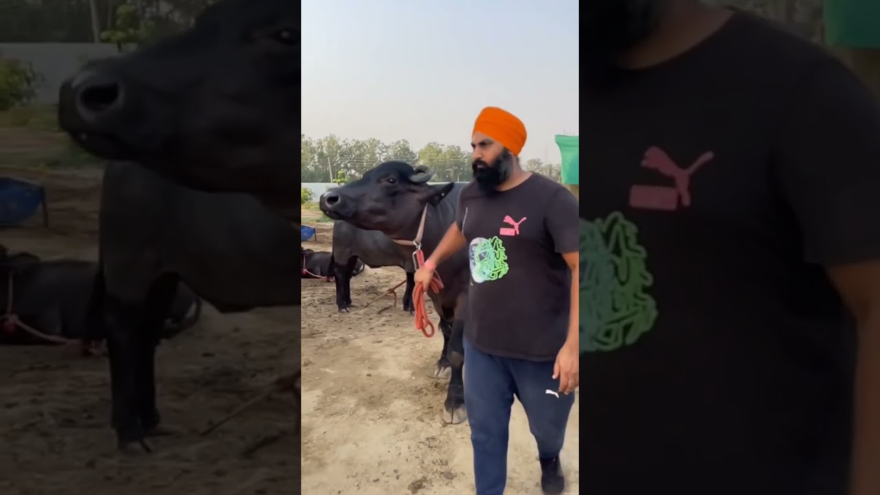 SARASWATI BUFFALO IN MILK RECORD 33.KG+IN OWENR:-PAVITTAR GIL JI